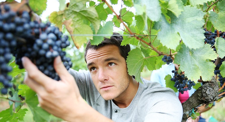 sicilia-wine-vino-giovani-giovane-agricoltore-agricoltori-vite-vendemmia-uva-vigneto