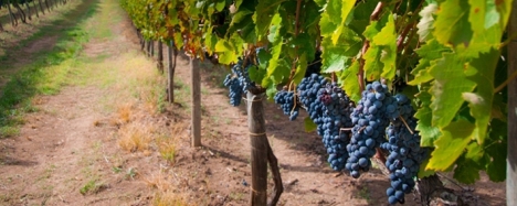 uva-vino-vendemmia--sicilia-petrosino-marsala-marsalanews