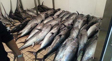 Caso tonno avariato a Trapani, sequestri al mercato ittico