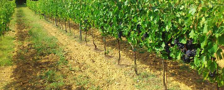 vigneto-vitivinicoltura-vino-psr-sicilia