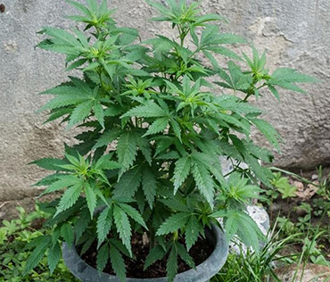 pianta-cannabis-canapa-indiana-marijuana