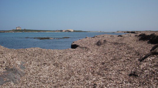 alghe-posidonia-spiaggia-535x300