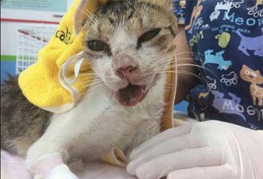 gatto-maltrattato-marsala Maltrattamento di animali a Marsala, l'Oipa chiede l'intervento delle autorità
