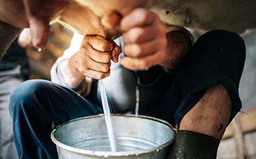 allevatori-in-stato-di-agitazione-non-conferiscono-il-latte-alle-industrie-lattaie-caserie