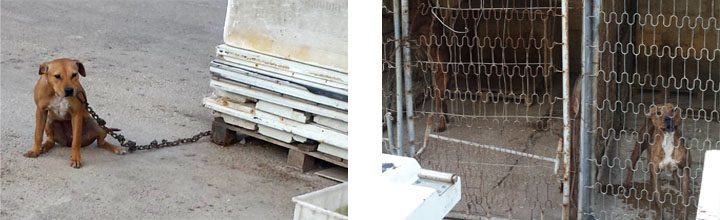canile-abusivo-trapani-pitbull-sequestro-trapani-polizia