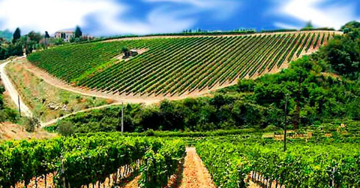 vigneti-trapani-paesaggio-vitivinicolo-doc-sicilia-vino