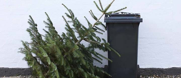 Che fine fanno gli alberi di Natale? L'agronomo Giovanni Licari ha una proposta