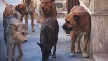 Donna aggredita da un gruppo di cani randagi a Partanna