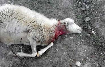 cani randagi uccidono 19 pecore