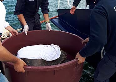 La Guardia Costiera di Marsala soccorre un esemplare di Caretta Caretta in difficoltà grazie alla collaborazione di un diportista