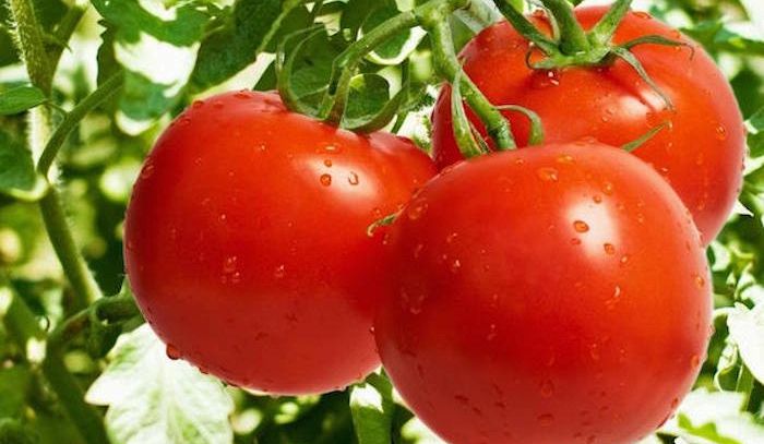 Pomodoro di Sicilia, per la prima volta l'obbligo di indicare la provenienza del prodotto