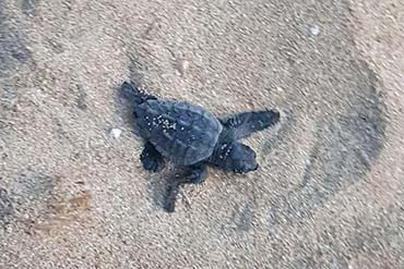 Spuntano dalla sabbia 10 tartarughe alle Saline di Trapani