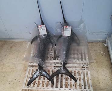 La Guardia Costiera sequestra 2 esemplari di Pesce Spada, elevate sanzioni per 8000 euro