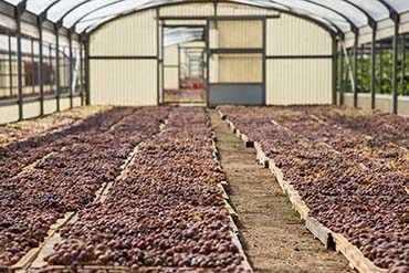Maxi furto di uva passa a Pantelleria, rubati sei quintali di zibibbo